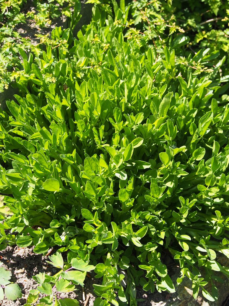 Spiny Restharrow photo 8
