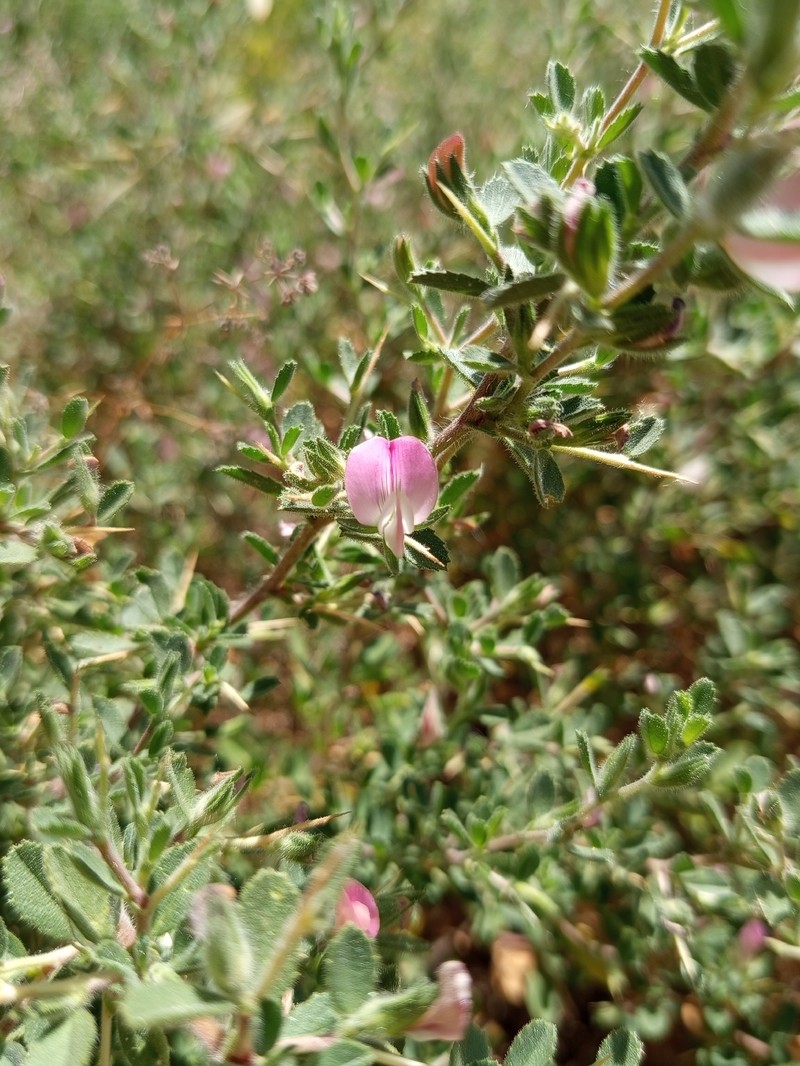 Ononis spinosa subsp. australis photo 2
