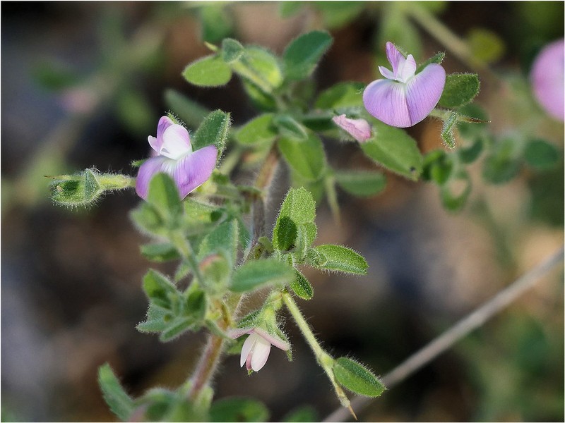 Ononis spinosa subsp. australis photo 3