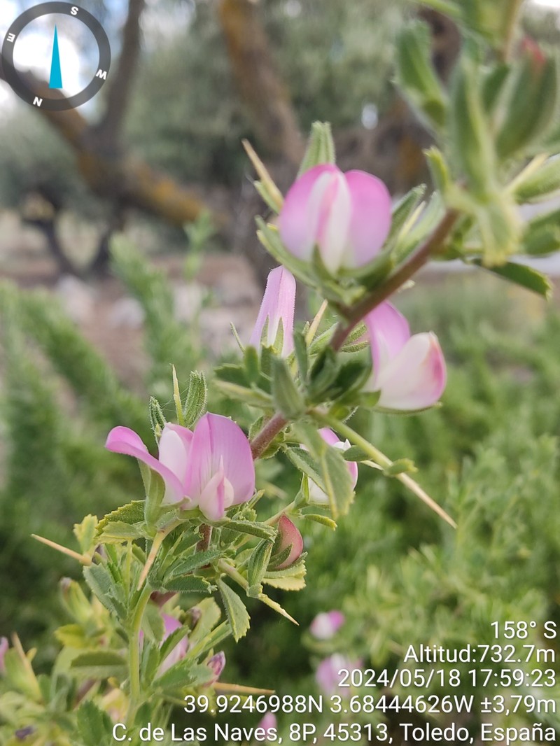 Ononis spinosa subsp. australis photo 4