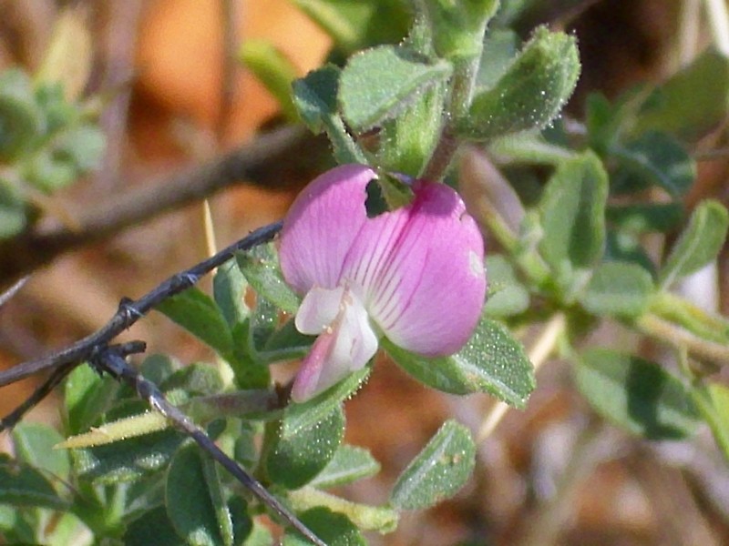 Ononis spinosa subsp. australis
