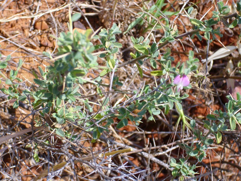 Ononis spinosa subsp. australis photo 5