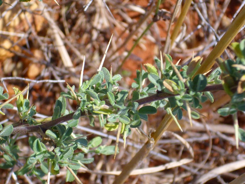 Ononis spinosa subsp. australis photo 6
