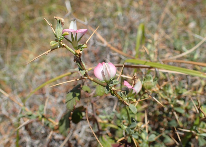 Ononis spinosa subsp. diacantha