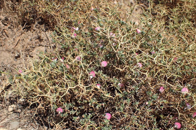 Ononis spinosa subsp. diacantha photo 3