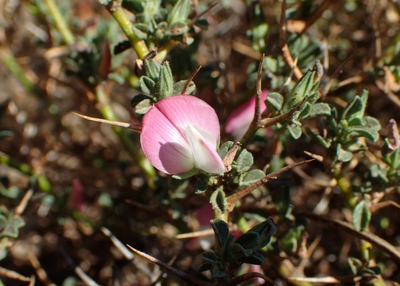 Ononis spinosa subsp. diacantha photo 4