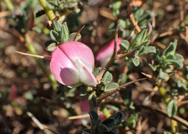 Ononis spinosa subsp. diacantha photo 5