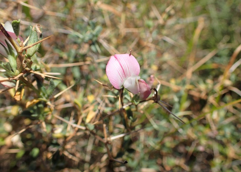 Ononis spinosa subsp. diacantha photo 6