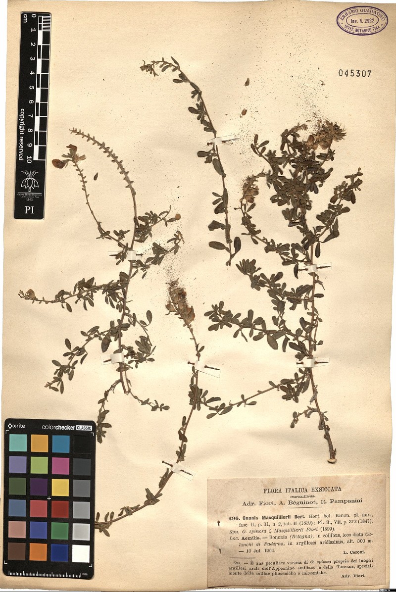Ononis spinosa subsp. masquillierii