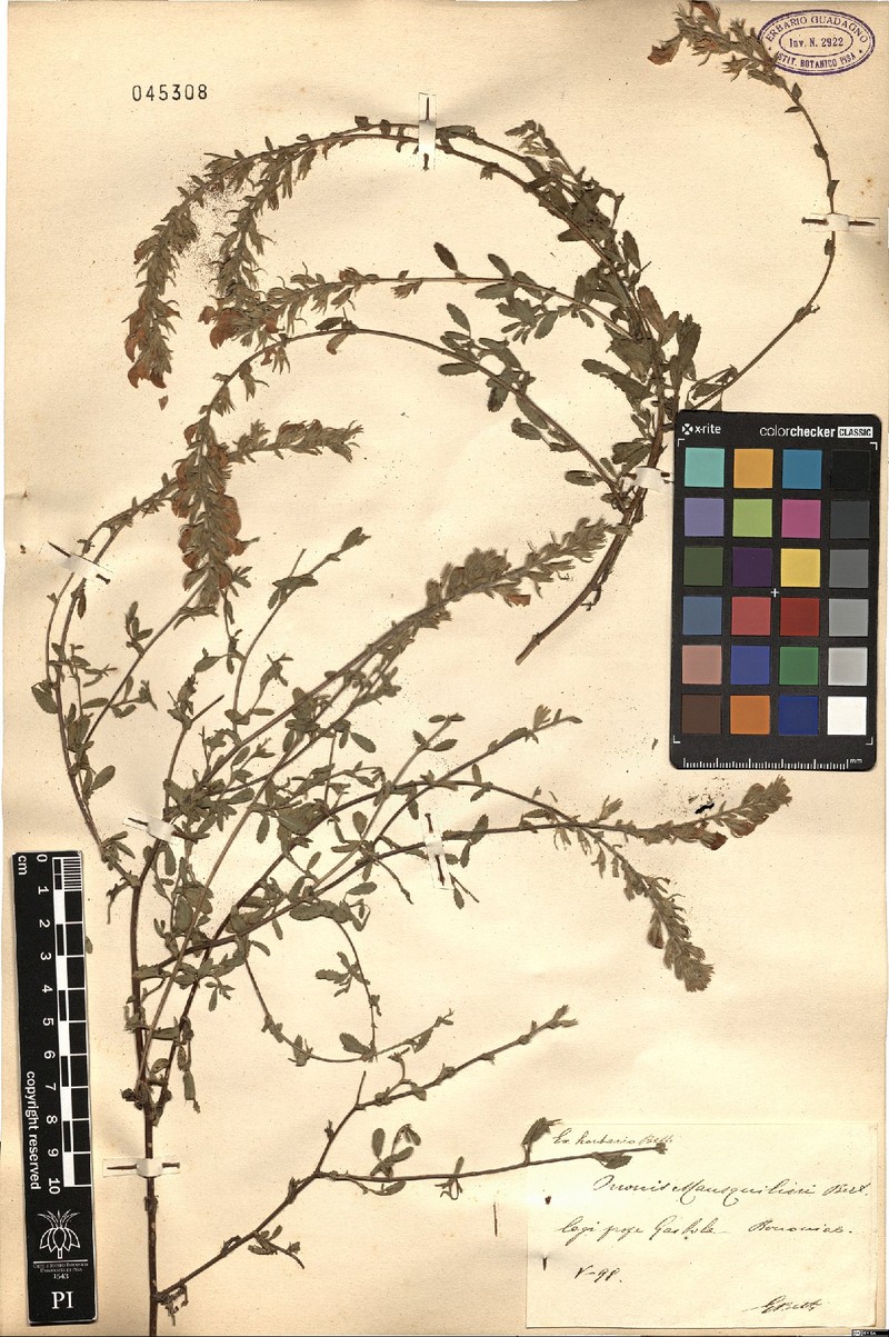 Ononis spinosa subsp. masquillierii photo 2
