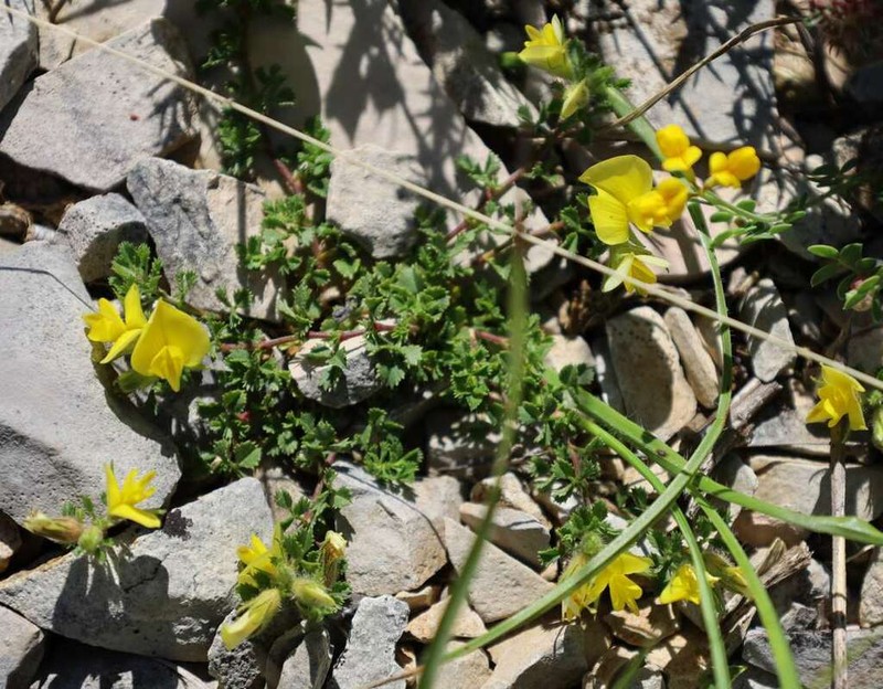 Ononis striata