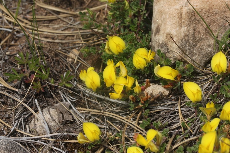 Ononis striata photo 2