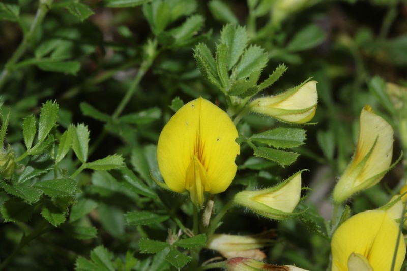 Ononis striata photo 3