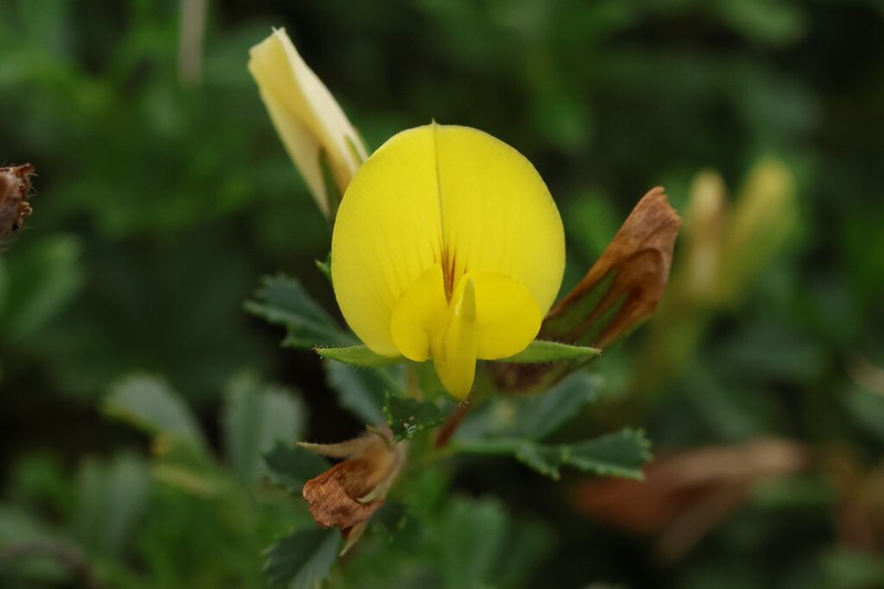 Ononis striata photo 4