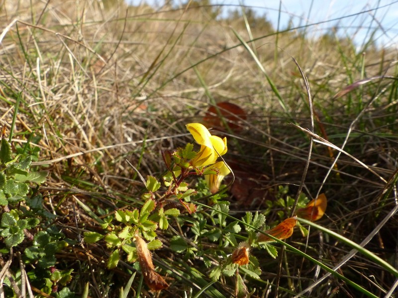 Ononis striata photo 5