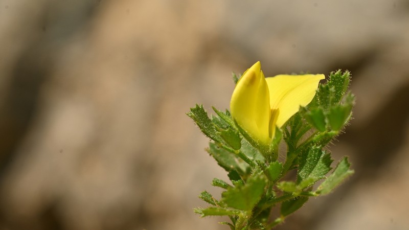 Ononis striata photo 6