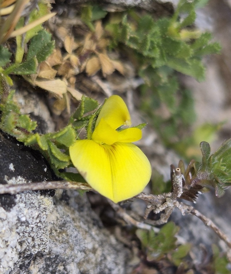 Ononis striata photo 7