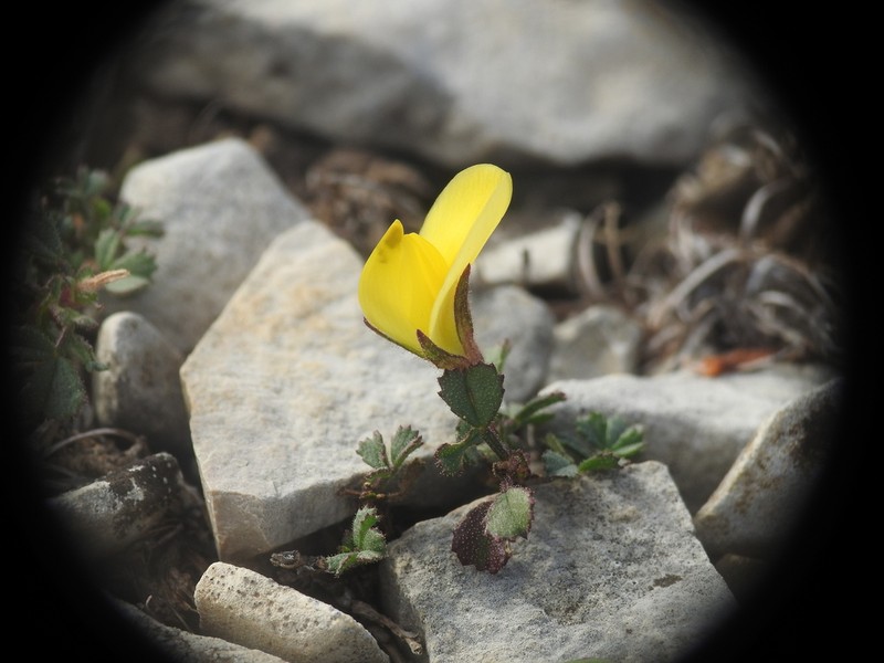 Ononis striata photo 8