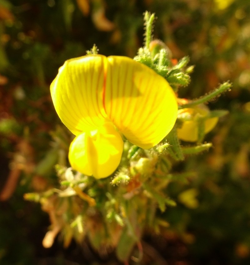 Ononis talaverae