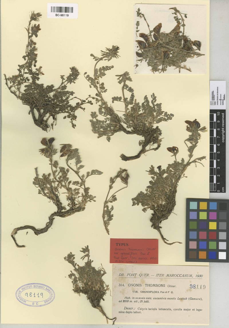 Ononis thomsonii