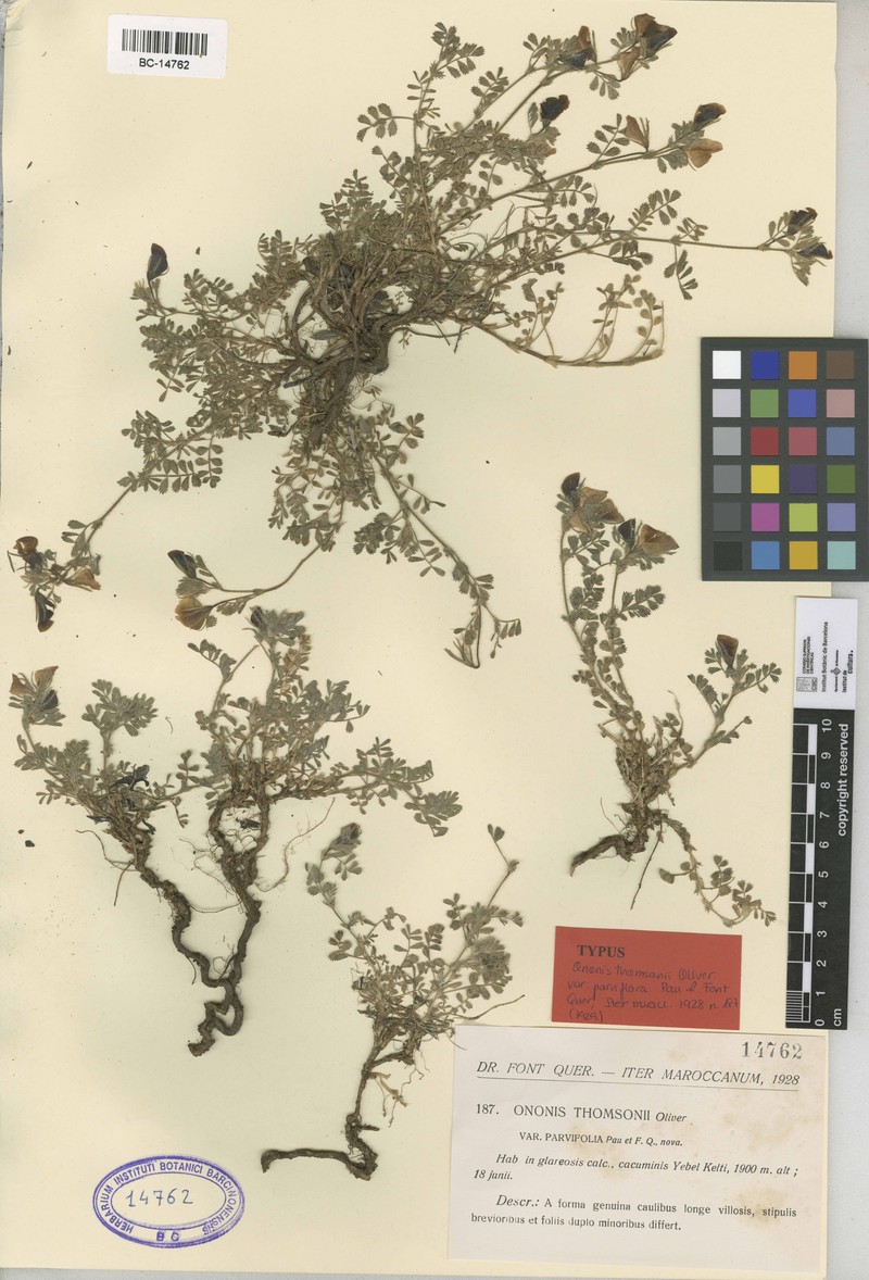 Ononis thomsonii photo 2