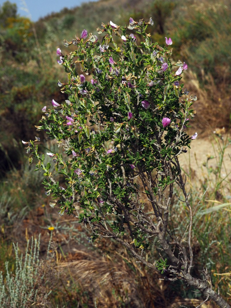 Ononis tridentata