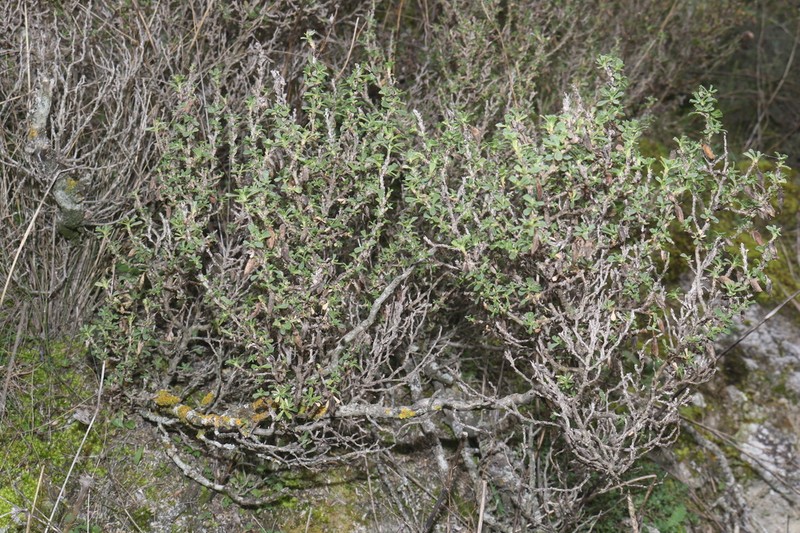 Ononis tridentata photo 2