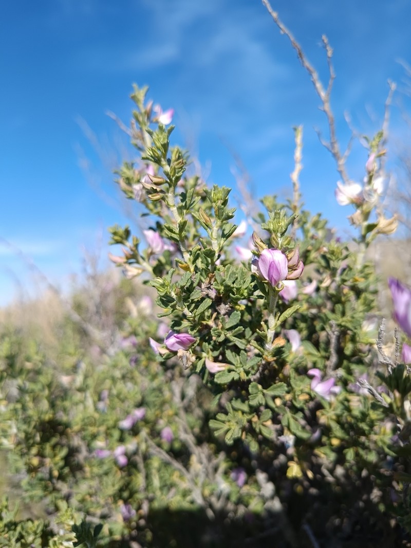 Ononis tridentata photo 3