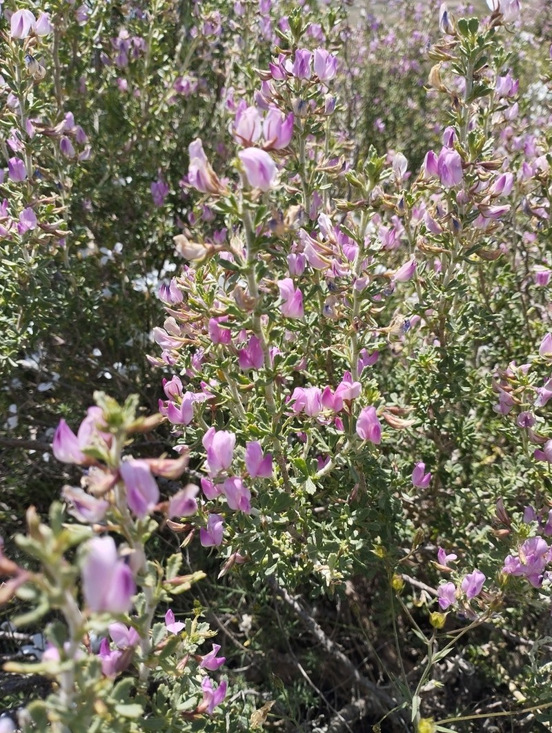 Ononis tridentata photo 4