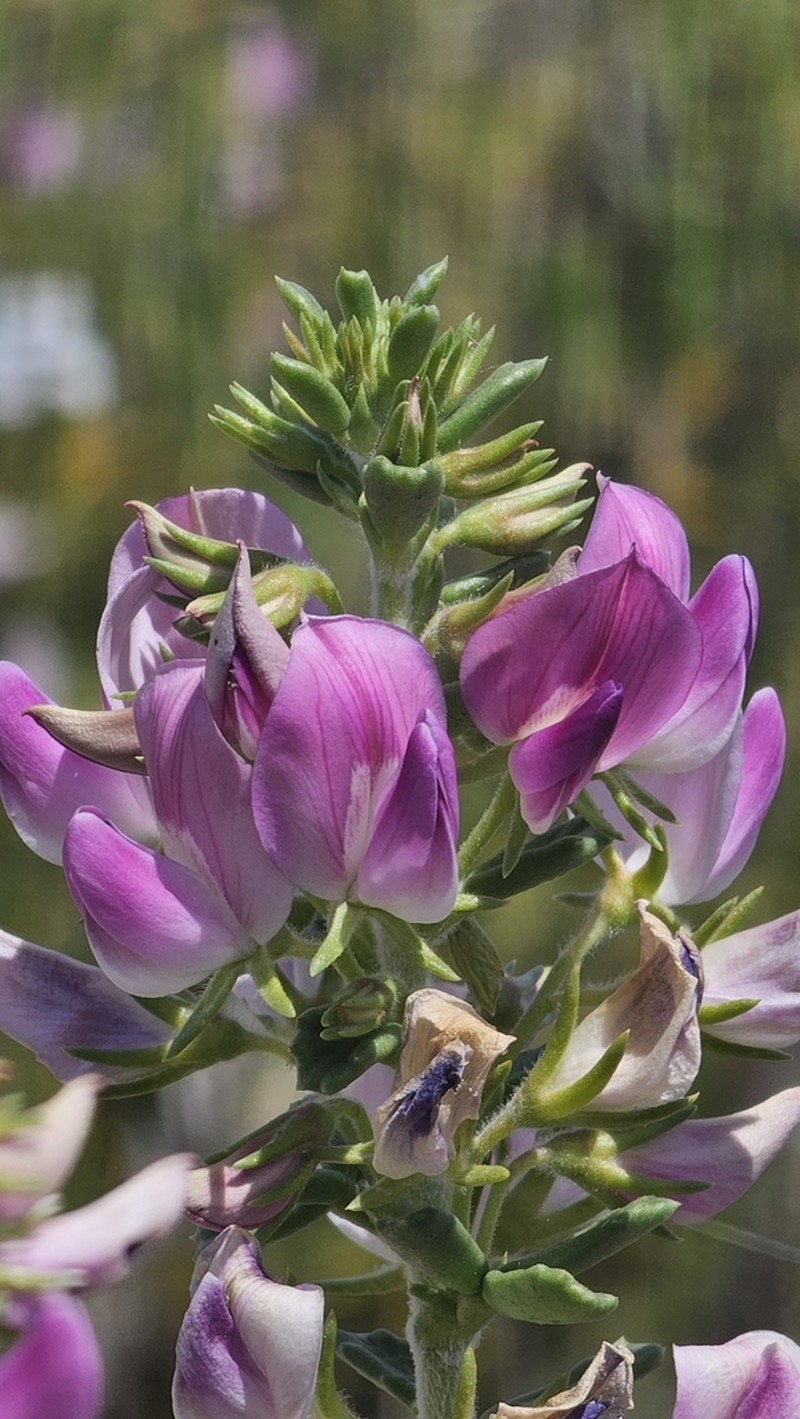 Ononis tridentata photo 5