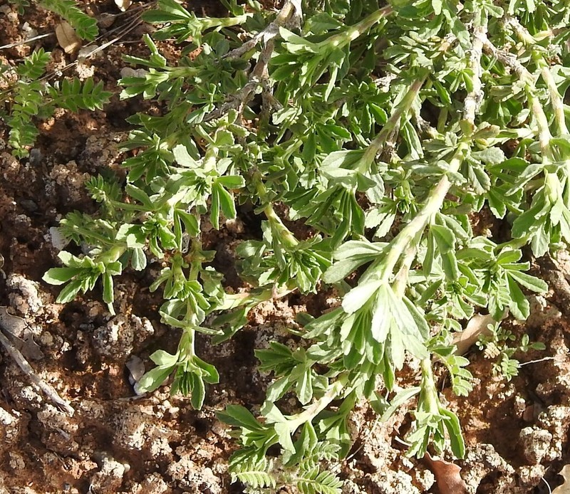 Ononis tridentata photo 6