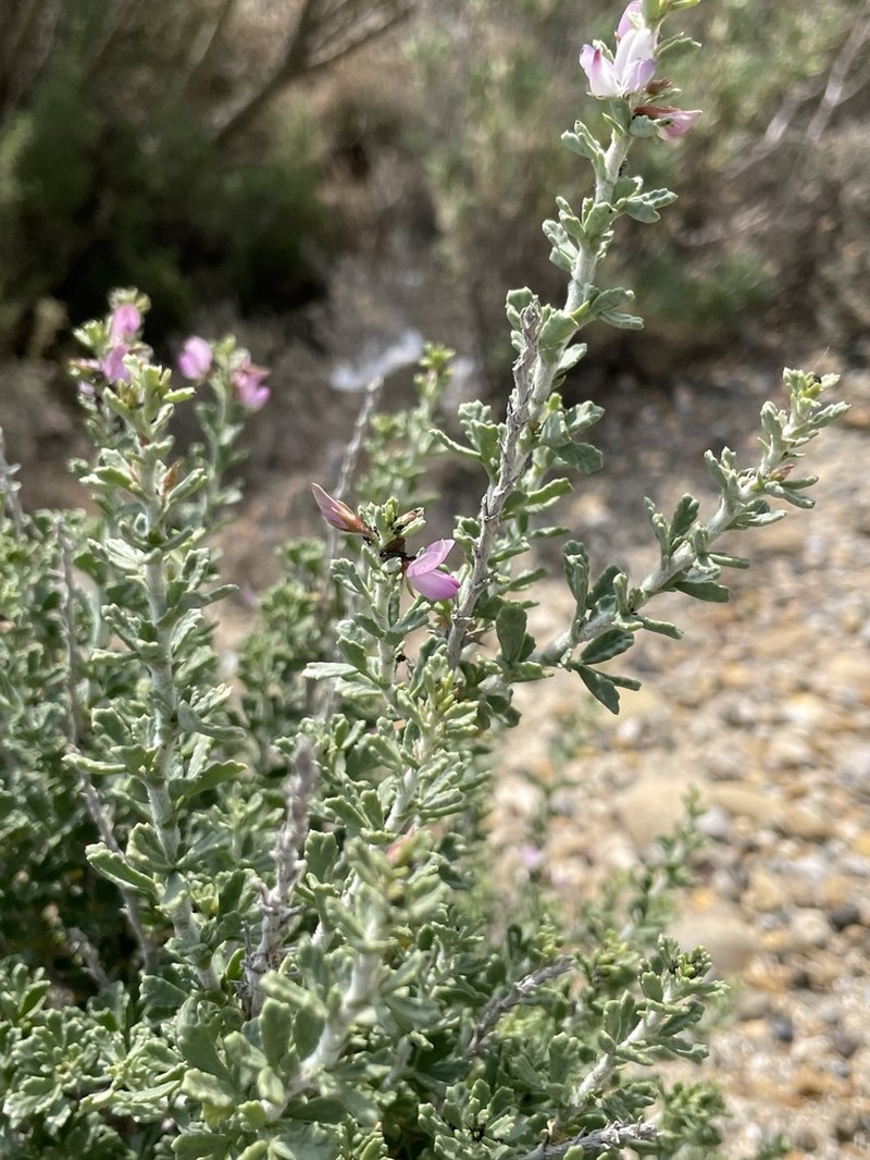Ononis tridentata photo 7