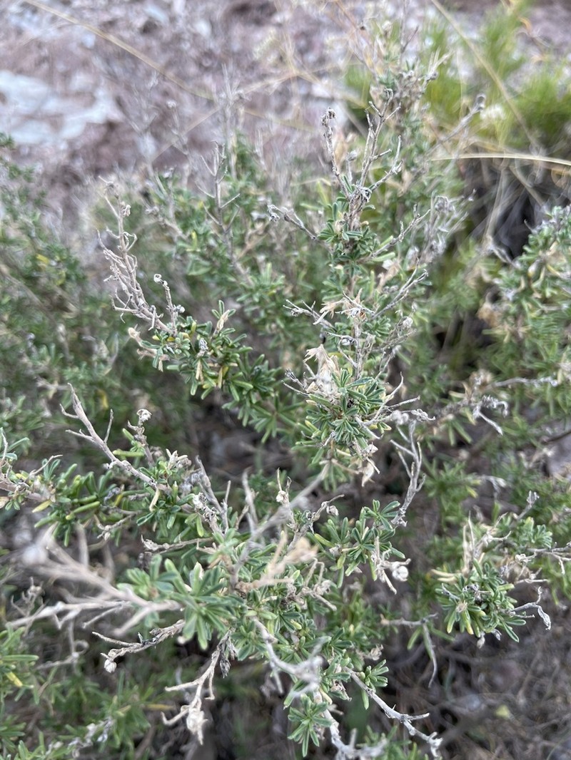 Ononis tridentata photo 8