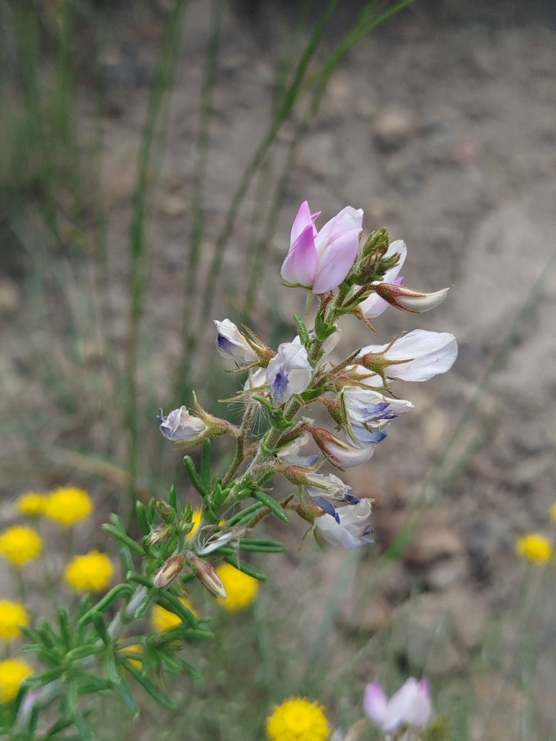 Ononis tridentata subsp. angustifolia