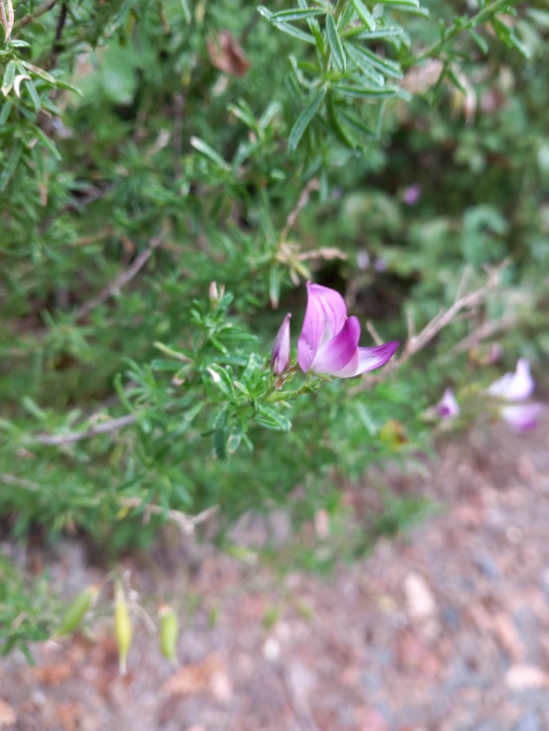Ononis tridentata subsp. angustifolia photo 2