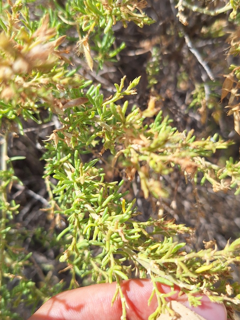 Ononis tridentata subsp. angustifolia photo 3