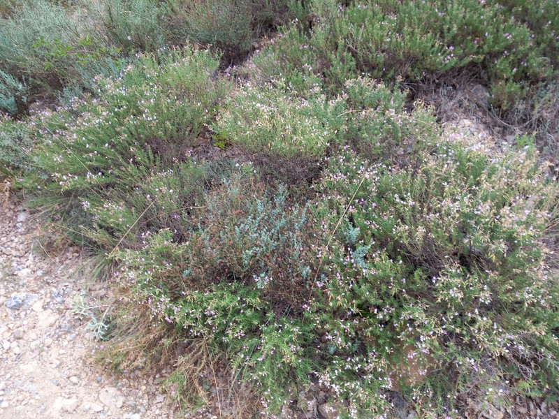 Ononis tridentata subsp. angustifolia photo 4