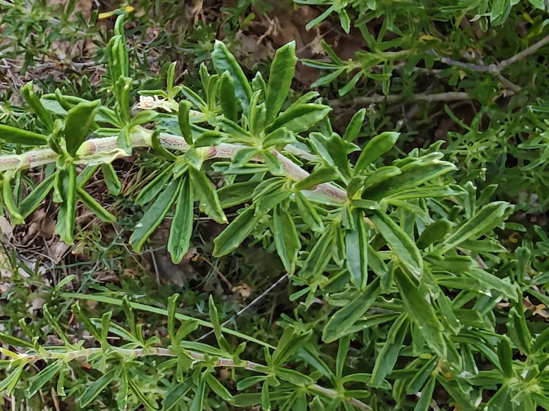 Ononis tridentata subsp. tridentata