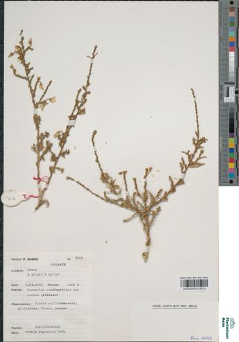 Ononis vaginalis photo 3