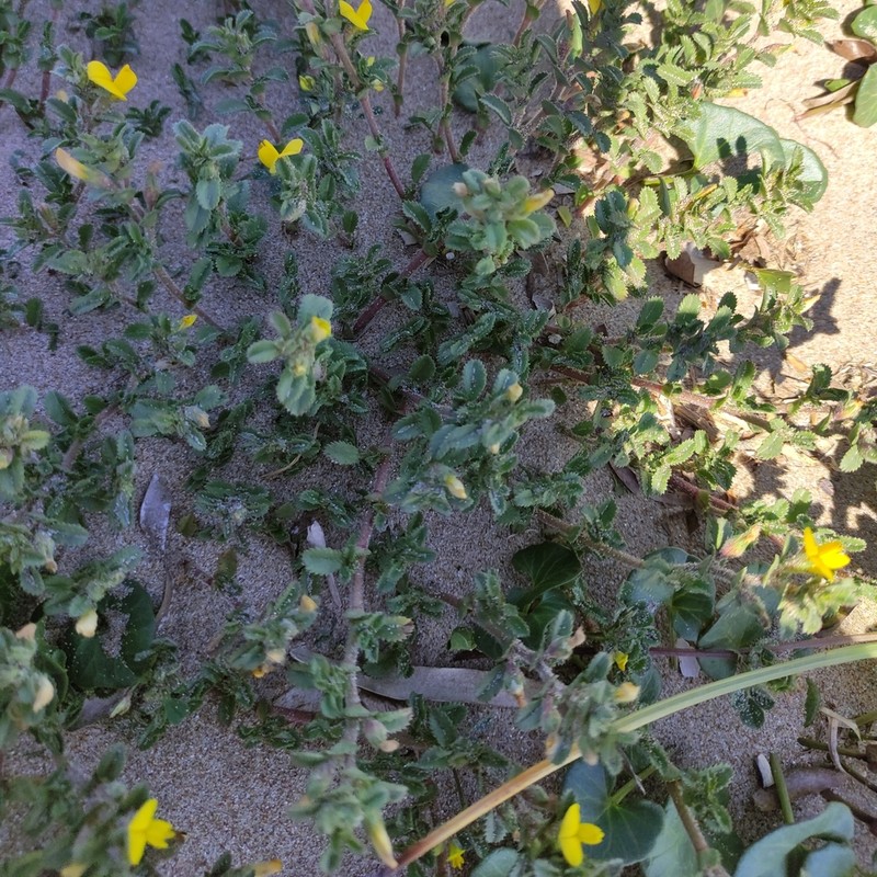 Ononis variegata photo 2