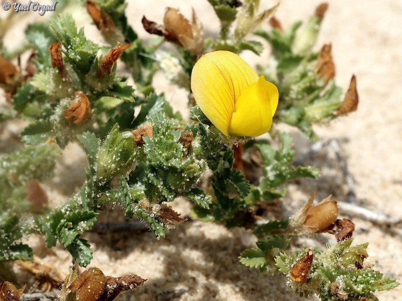 Ononis variegata photo 3