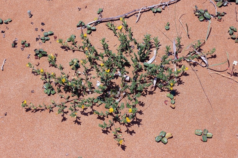 Ononis variegata photo 4