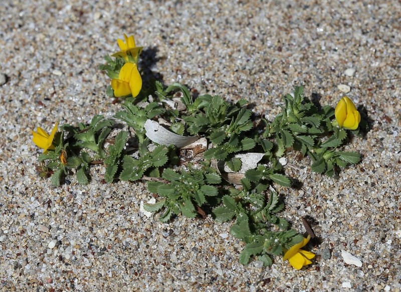 Ononis variegata photo 5