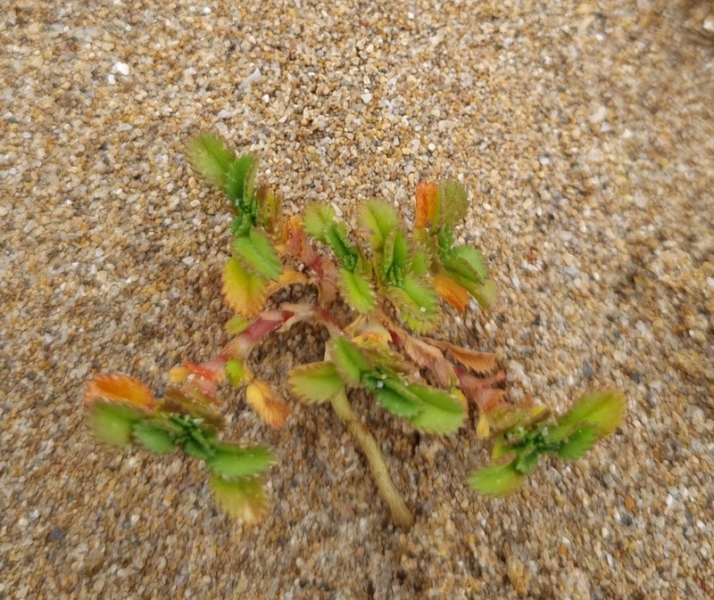 Ononis variegata photo 6