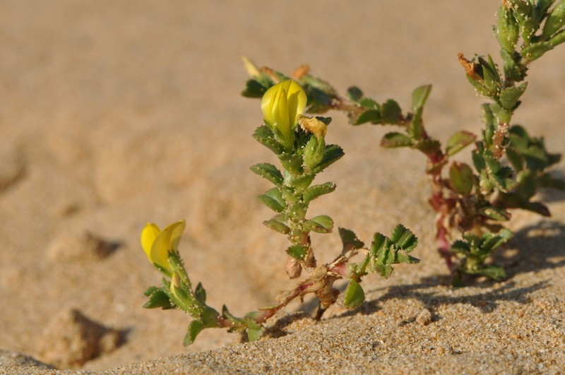 Ononis variegata photo 7