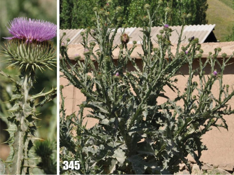Scotch Cottonthistle photo 2