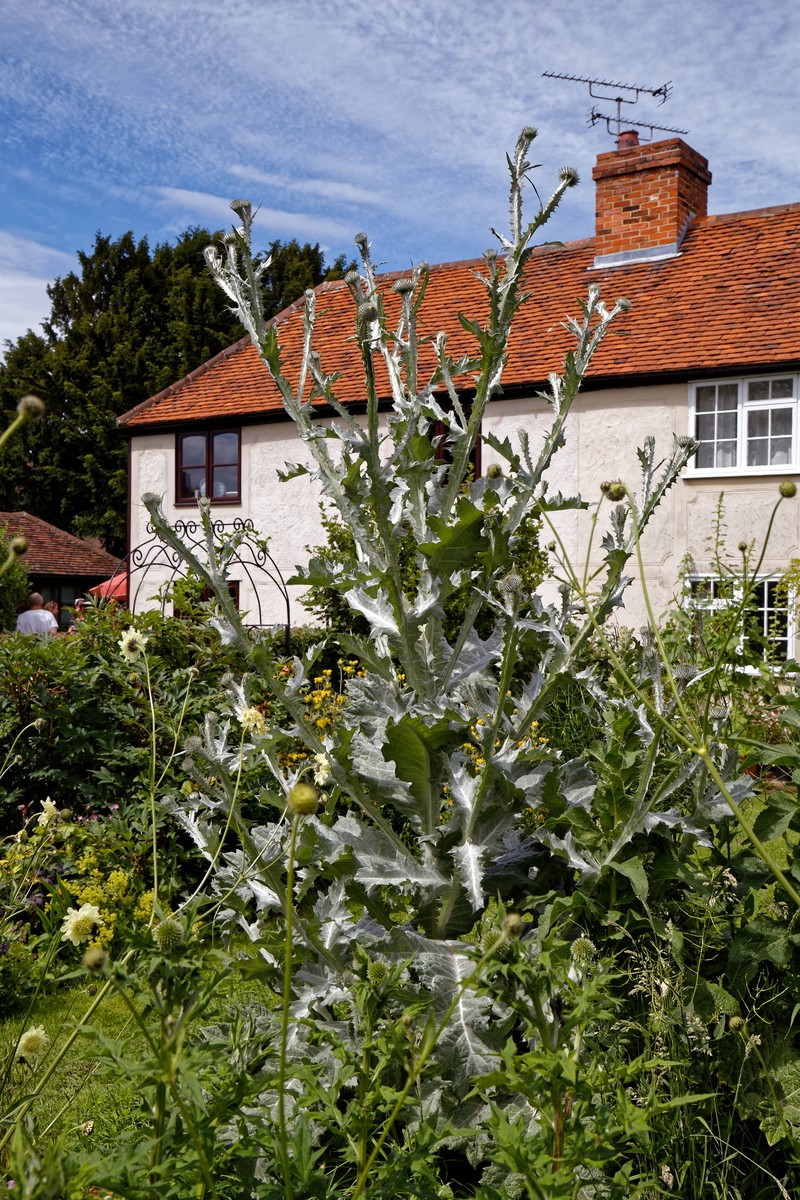 Scotch Cottonthistle photo 3