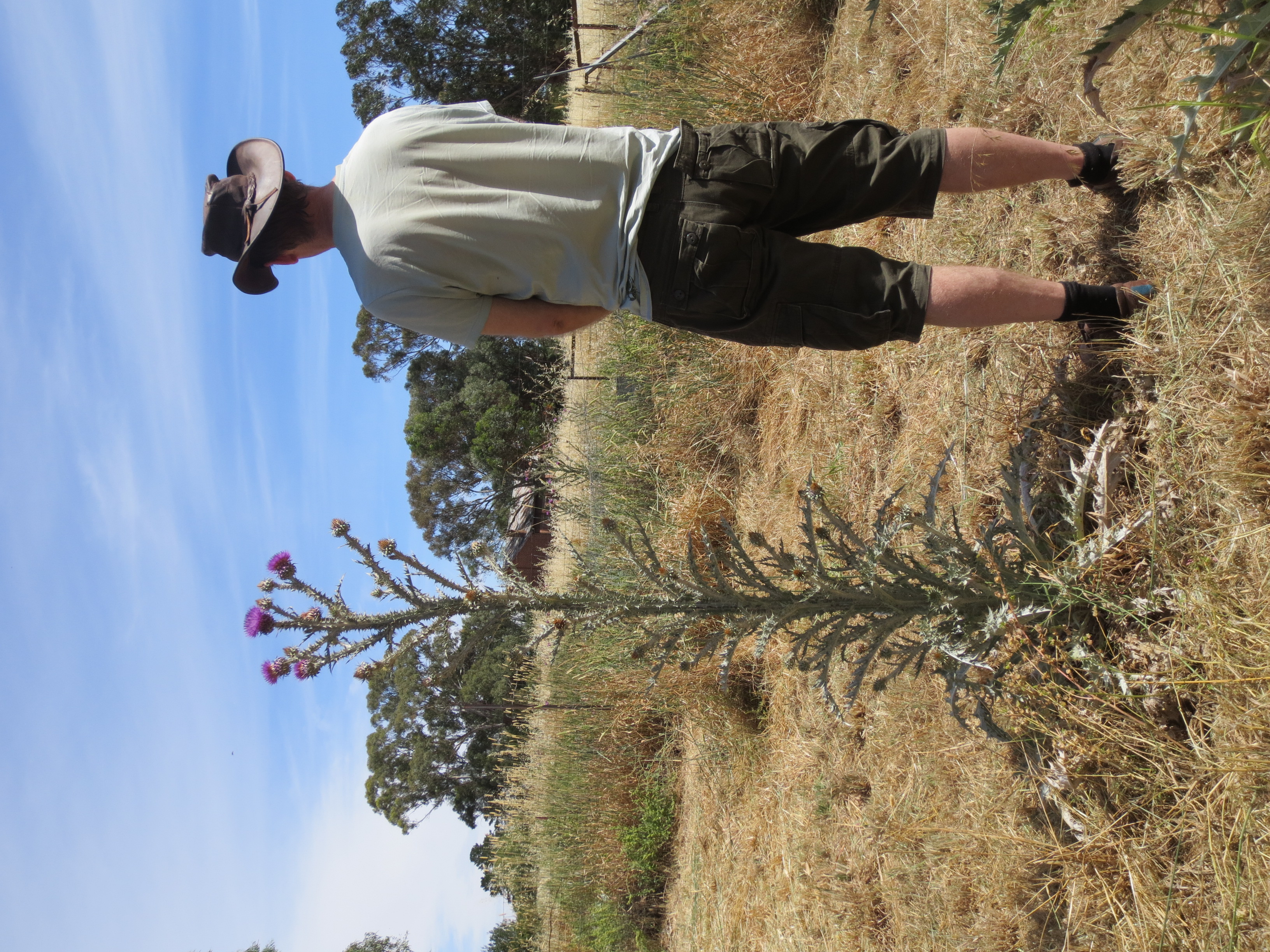 Scotch Cottonthistle photo 4