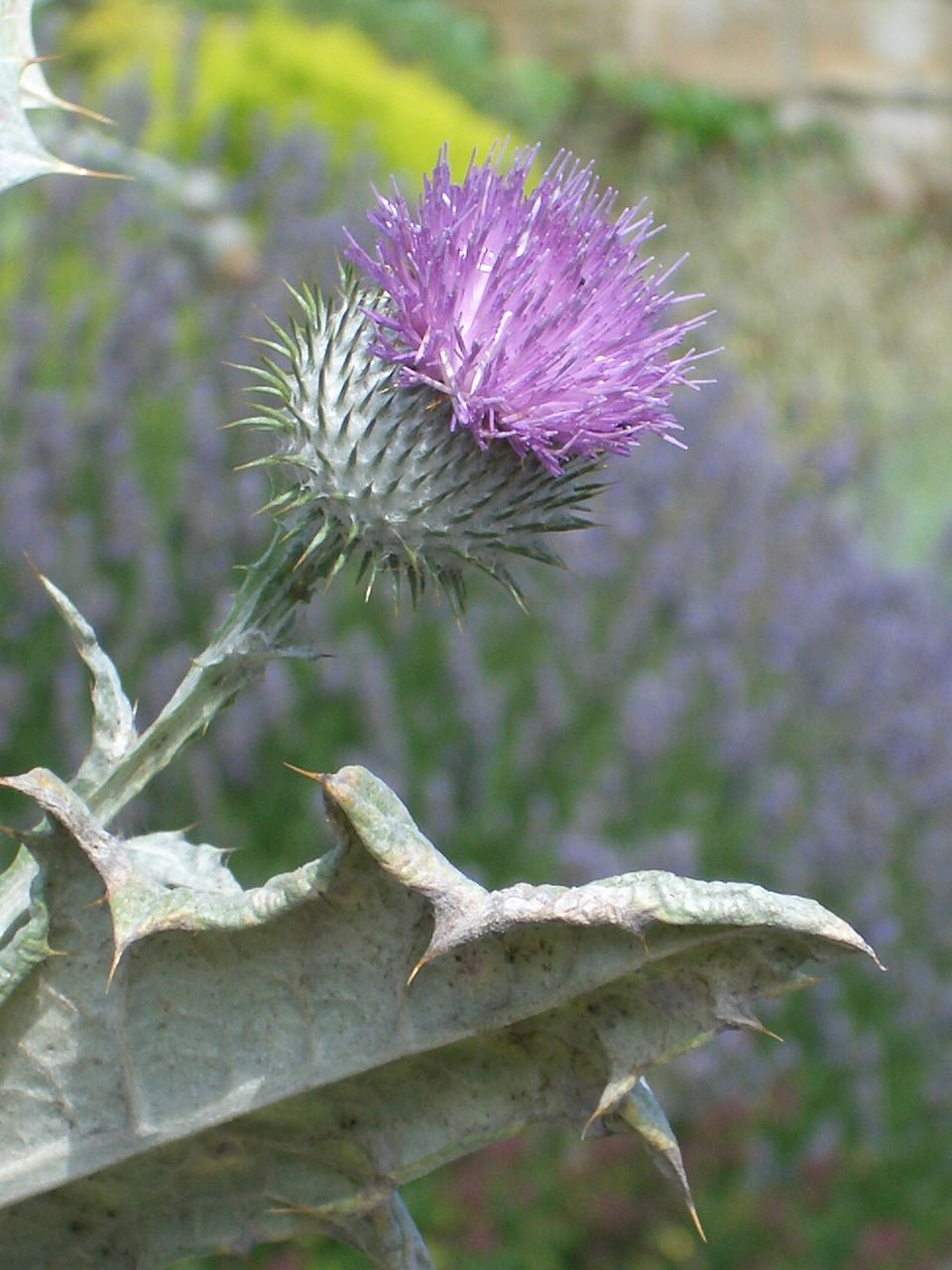 Scotch Cottonthistle photo 5
