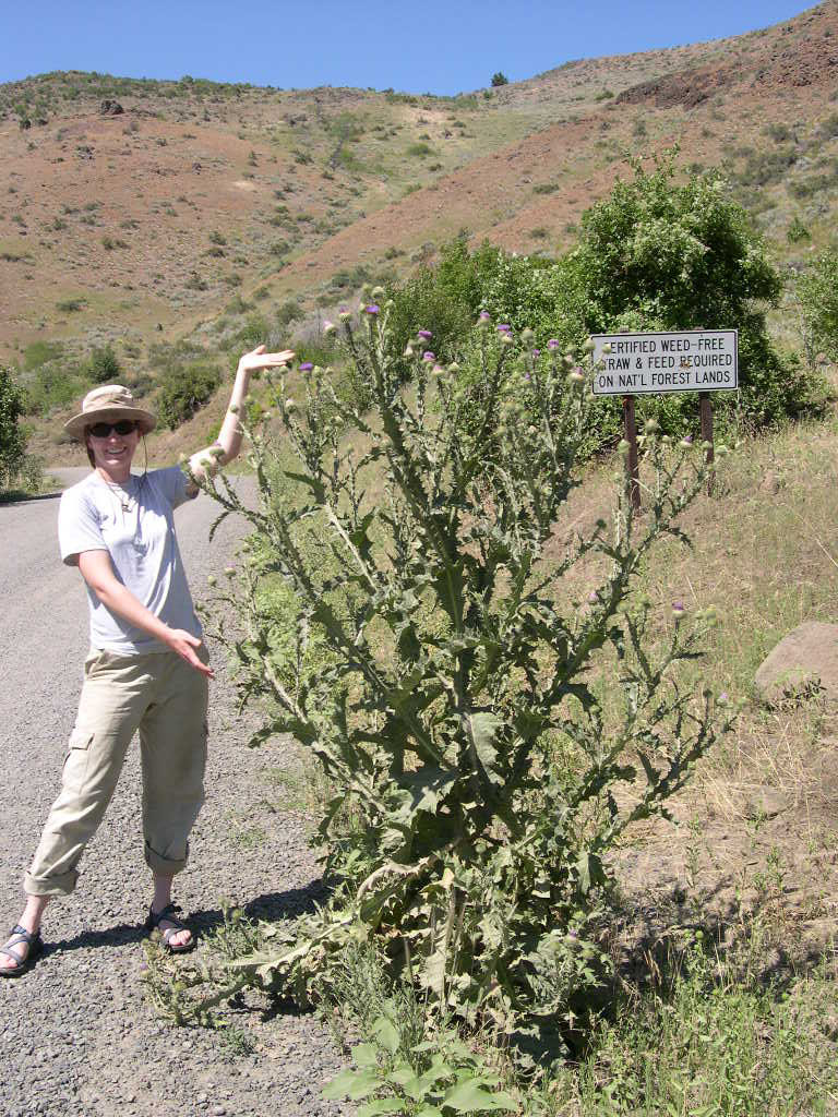 Scotch Cottonthistle photo 7